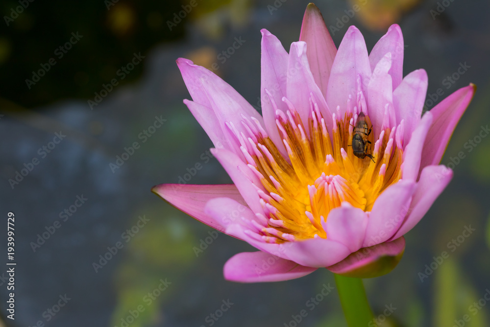 white water lily flower (lotus) and white background. The lotus flower (water lily) is national flower for India. Lotus flower is a important symbol in Asian culture white water lily flower (lotus) and white background. The lotus flower (water lily) is national flower for India. Lotus flower is a important symbol in Asian culture