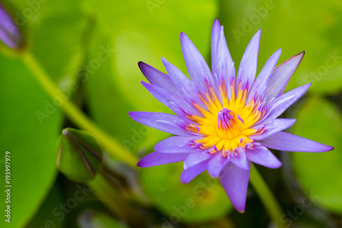 white water lily flower  lotus  and white background. The lotus flower  water lily  is national flower for India. Lotus flower is a important symbol in Asian culture