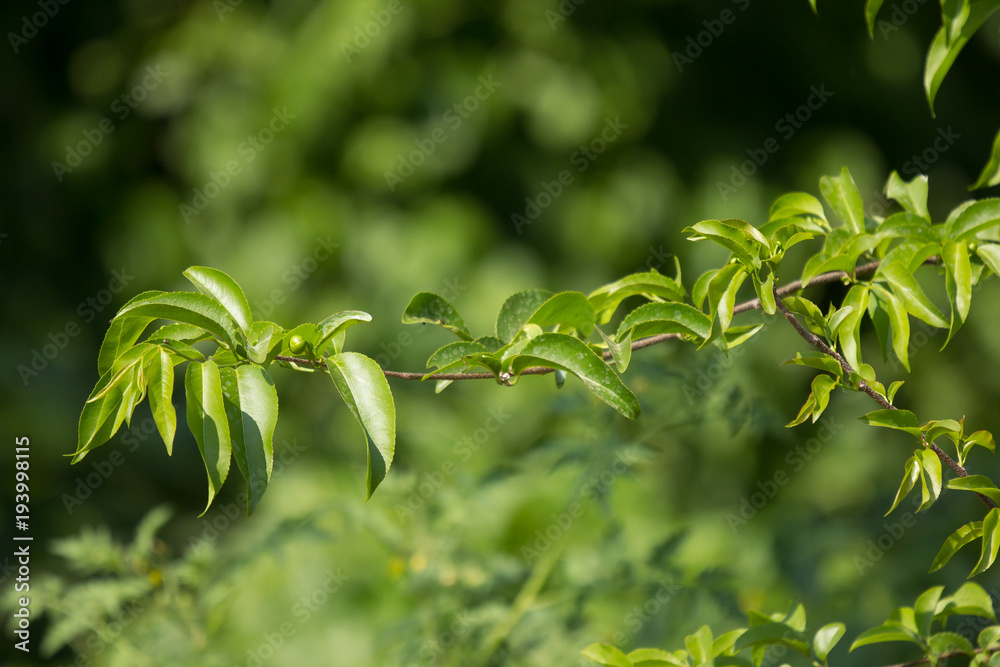 Obraz premium Green leaf of Fried Egg Tree