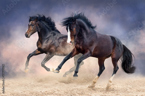 Horses run free in desert