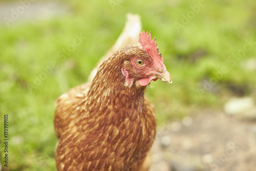 Free Range Chicken in a Field