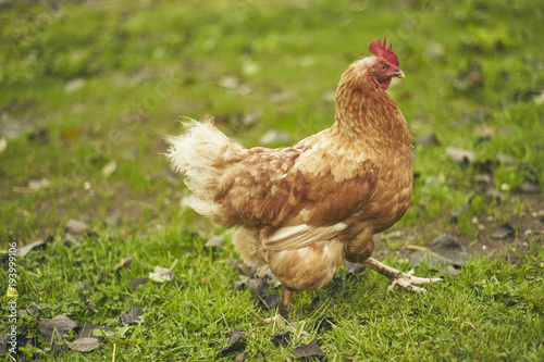 Free Range Chicken in a Field (gallus gallus domesticus)