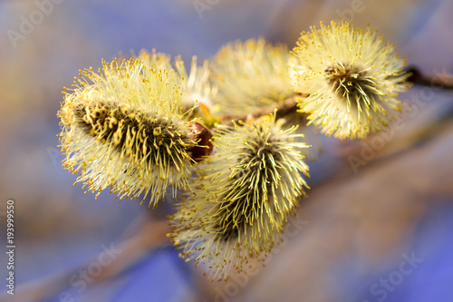 Willow branches with buds. Beautiful pussy willow flowers branches. photo