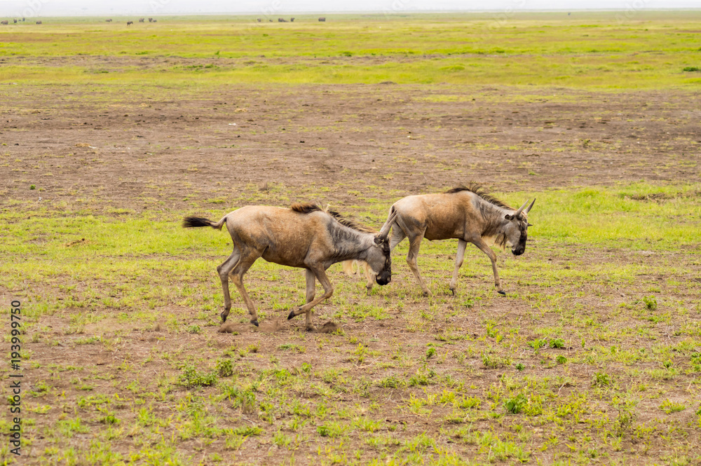 Wildebeest herds grazing in the savannah of Amboseliau Kenya Wildebeest herds grazing in the savannah of Amboseliau Kenya