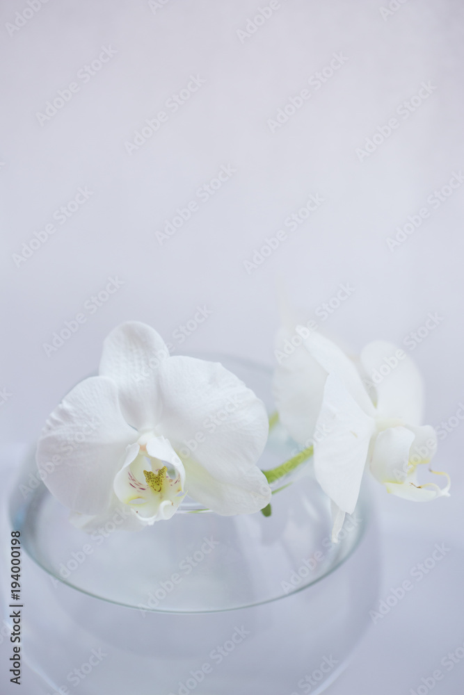 white flower orchid