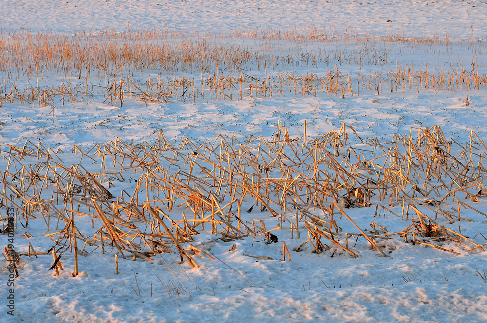 custom made wallpaper toronto digitaltrockene Halme in verschneitem Feld