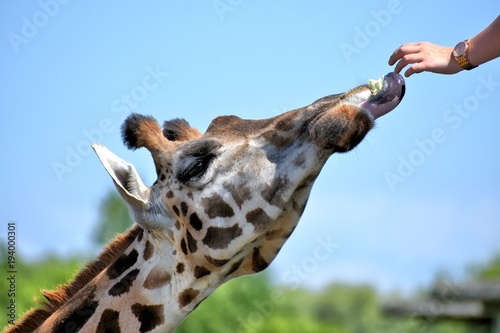 Photography Giraffe eating lettuc