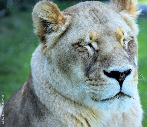 Squinting lioness