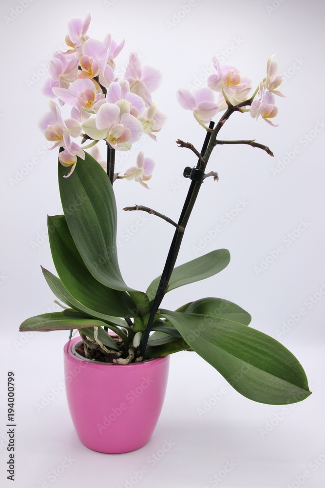 Pink orchid in a pink flowerpot on white background Pink orchid in a pink flowerpot on white background