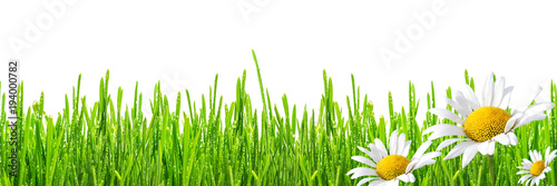 fresh spring green grass with drops of dew and flowers chamomiles, isolated on white background, panoramic banner