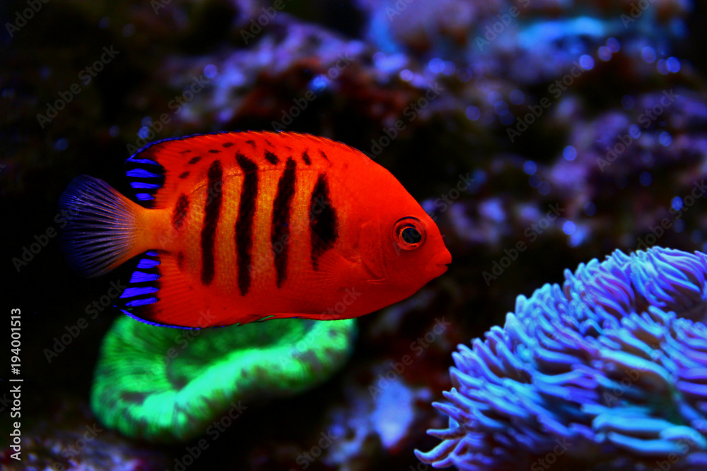Fototapeta premium Flame Angelfish (Centropyge loricula) 