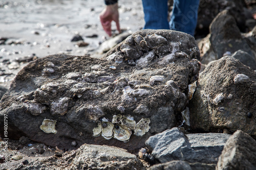Wallpaper Mural Frau sammelt bei Austernsafari wilde Pazifische Austern und Miesmuscheln Torontodigital.ca
