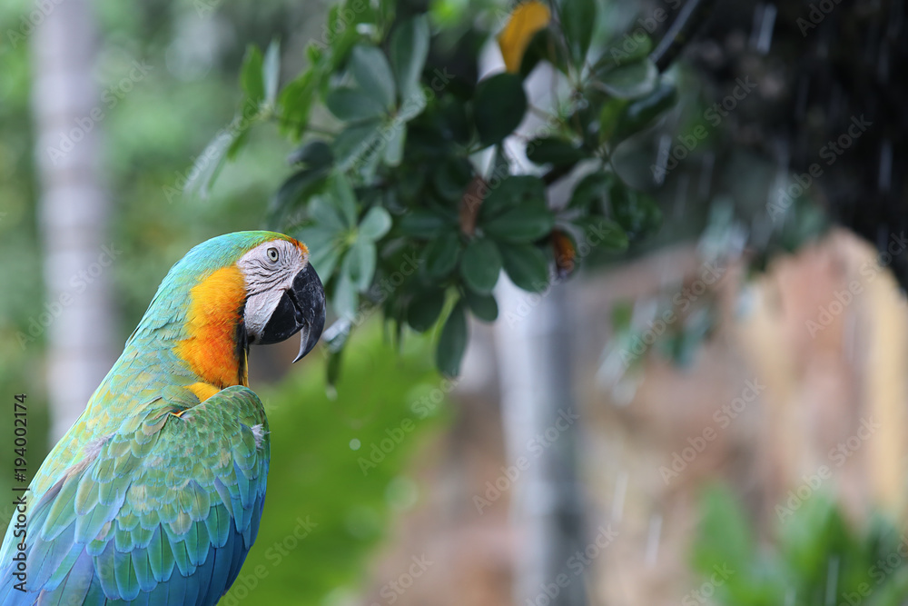Obraz premium Blue and Yellow Macaw.
