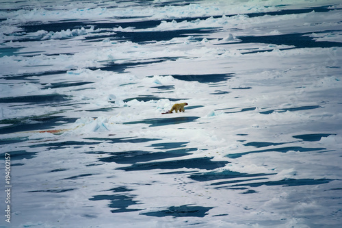 Withe Bear goes into expanses of Arctic ocean photo