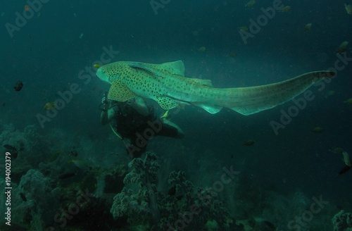 Fototapeta Naklejka Na Ścianę i Meble -  Gozo unter Wasser, Tauchen Hai