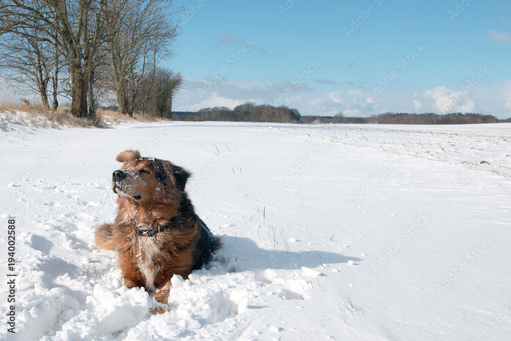 Hund im Winter genießt die Sonne und den Schnee