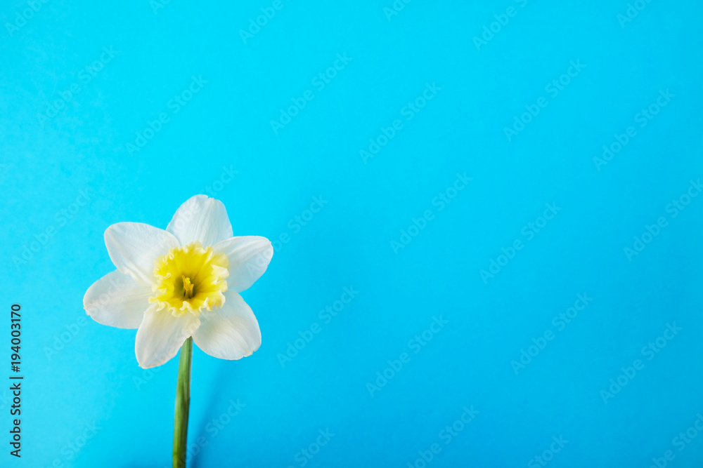 Tender minimalistic spring flowers composition on texture surface. Beautiful feminine plant decoration for holiday greeting card. Summertime, summer, spring, march april, june july. Happy mother's day Tender minimalistic spring flowers composition on texture surface. Beautiful feminine plant decoration for holiday greeting card. Summertime, summer, spring, march april, june july. Happy mother's day