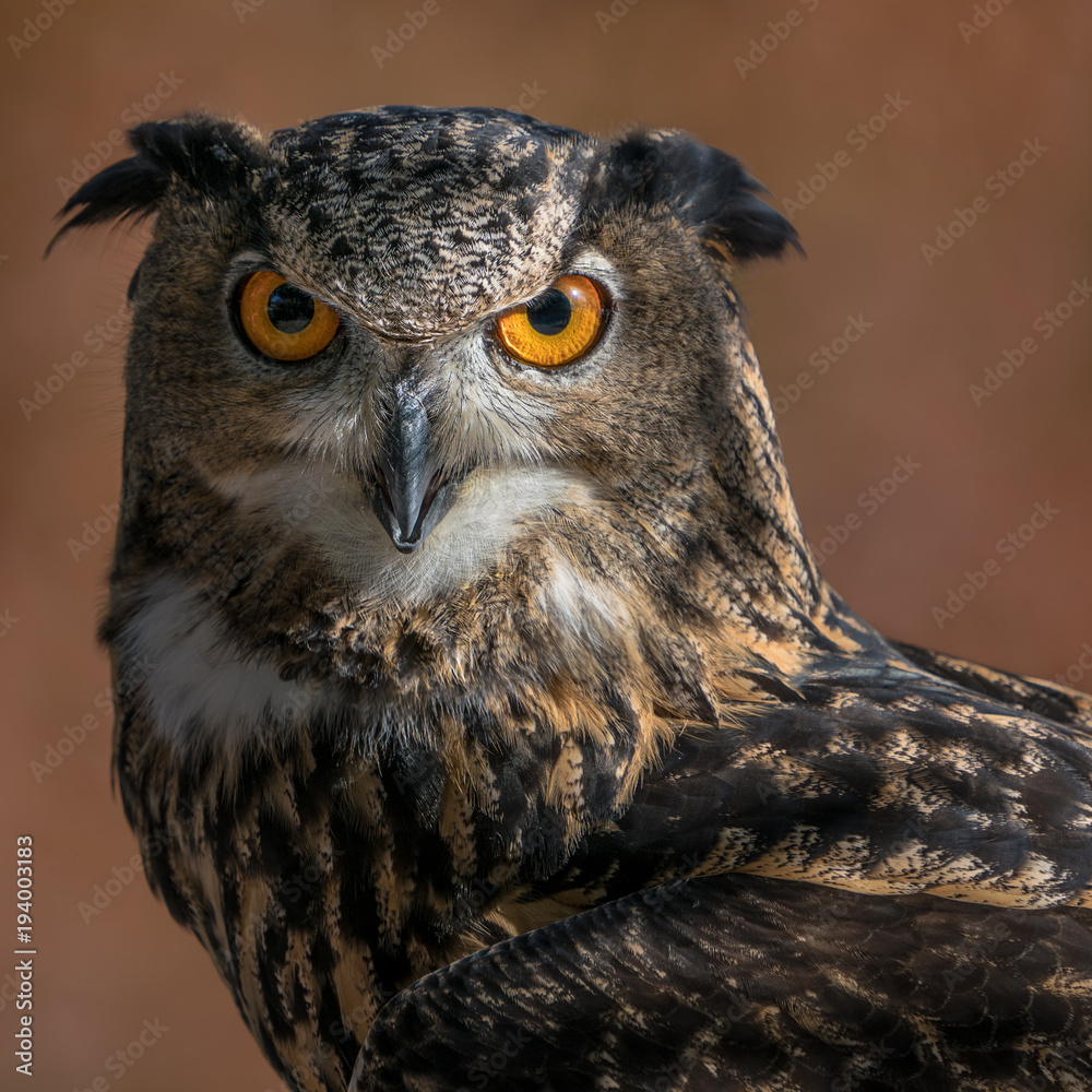 Fototapeta premium Eurasian Eagle Owl IV