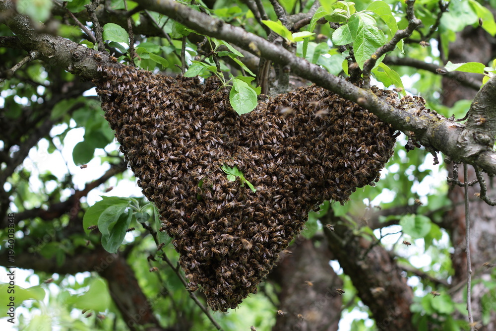 Bienenschwarm Bienenschwarm