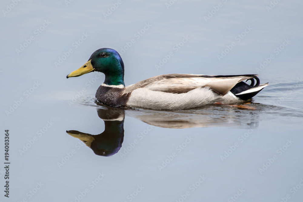 Fototapeta premium Mallard VI