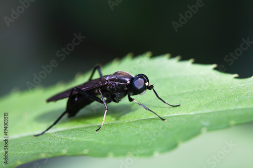 Drosophila Diptera  © papii