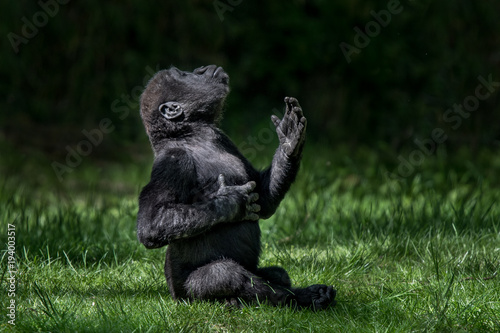 Fotografia Western Lowland Gorilla Baby II