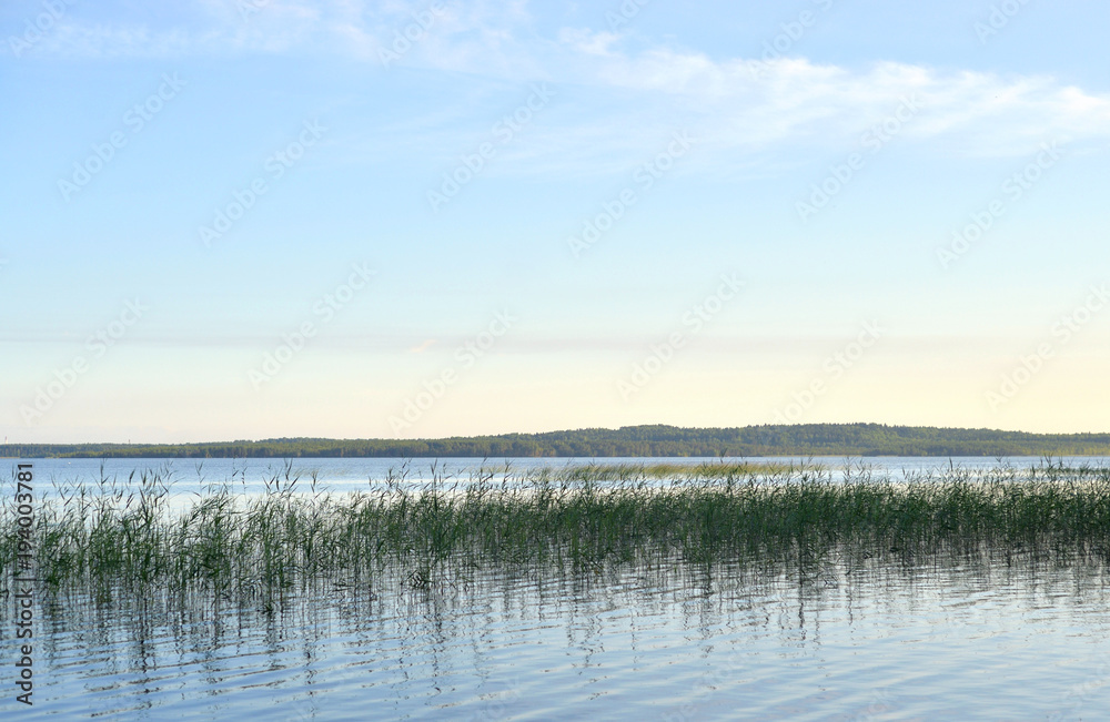 View of the lake overgrown sedge.