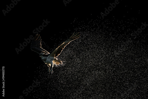 Osprey Spray