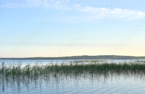 View of the lake overgrown sedge. © konstan