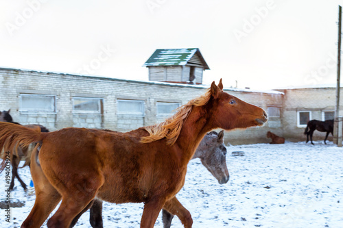 Horses graze on a snow-covered farm in winter. Artiodactyl animals of different colors, grazing on the winter ranch in Ropsha, Russia. Winter landscape with farm animals at sunset photo