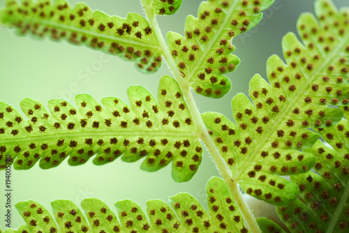 Green fern leaf with dot of spore plant in tropical forest.