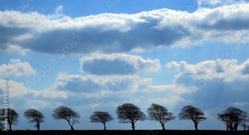 Silhouettes of trees in a row with cloudy sky inn background photo