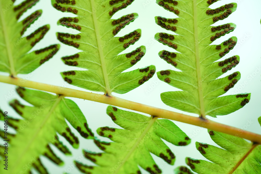 Green fern leaf with dot of spore plant in tropical forest. Green fern leaf with dot of spore plant in tropical forest.