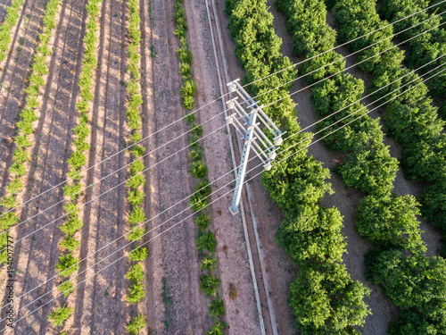 Aerial view of electrical tower and orange trees photo