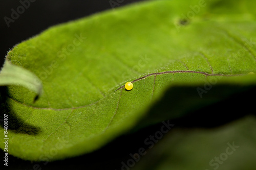 Swallowtai egg on a leaf in studio shot 