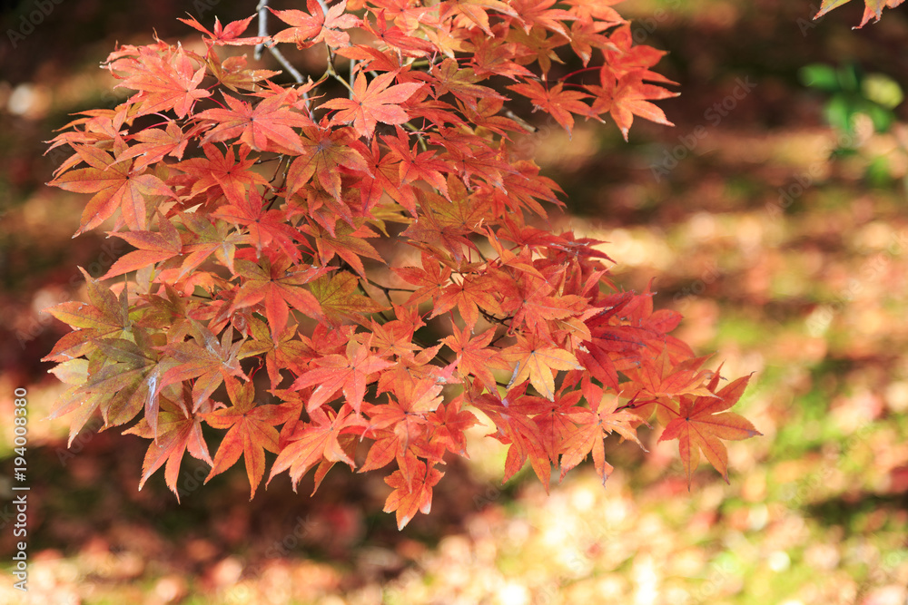 colored maple trees, momijis, in autumn , at Kenroku en garden in Kanazawa Japan colored maple trees, momijis, in autumn , at Kenroku en garden in Kanazawa Japan