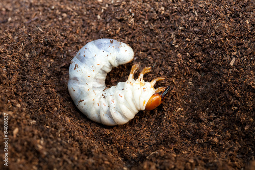 Stag beetle larva at pupal stage