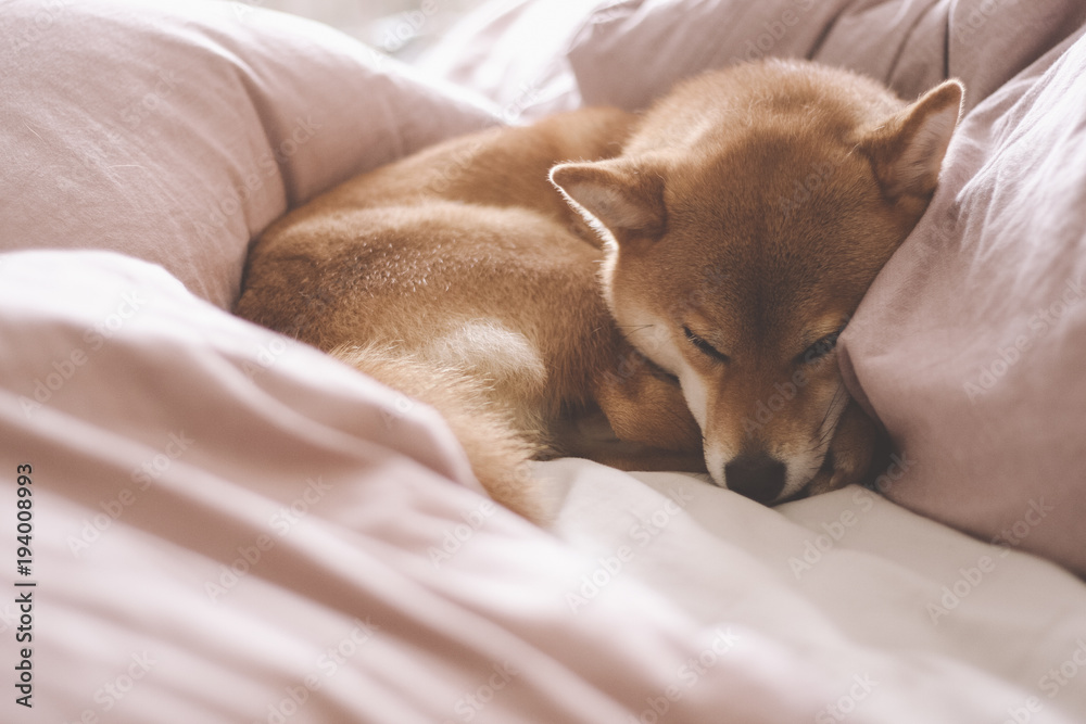 Cute shiba inu female dog with red coat sleeping in human bed with pink sheets. Natural bright light. Shallow depth of field. Pastel color. Close up portrait. Cute shiba inu female dog with red coat sleeping in human bed with pink sheets. Natural bright light. Shallow depth of field. Pastel color. Close up portrait.