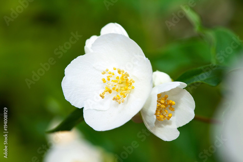 Flowering Multiflora rose. Rosa multiflora