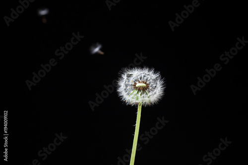 Fototapeta Naklejka Na Ścianę i Meble -  Dandelion last seed in the wind on black background 
