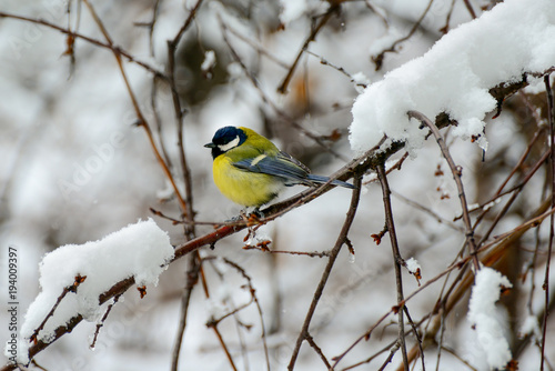 Titmouse sits on tree branch in winter.