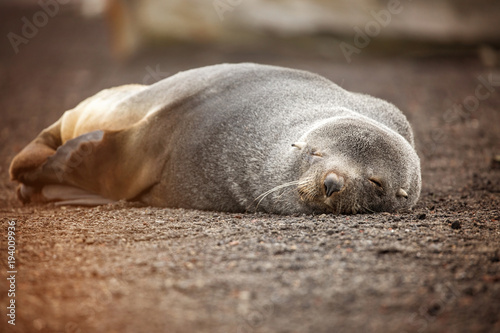 A sleeping fur seal in Antarctica