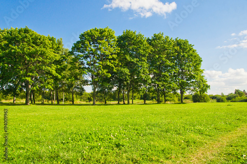 trees on the forest edge on summer