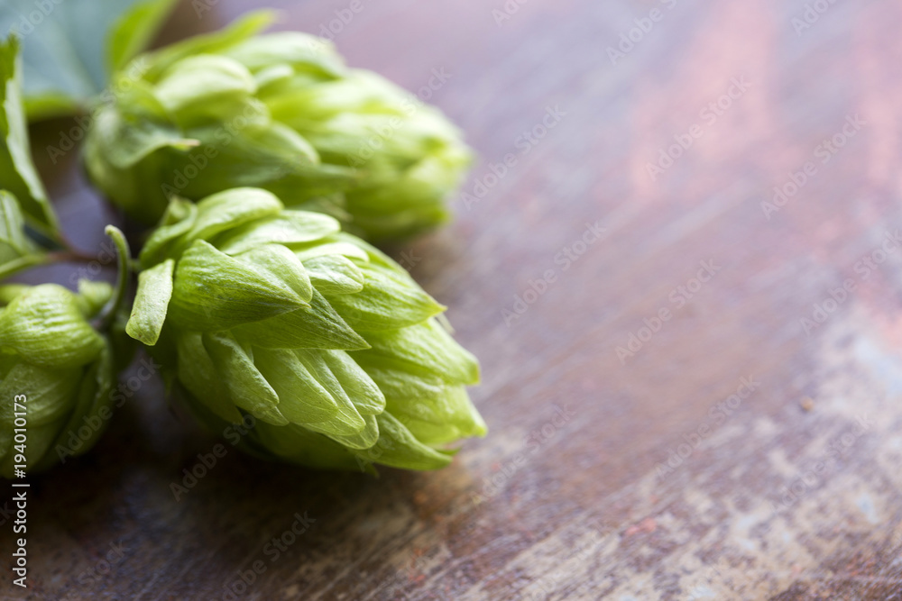 hop cones isolated on wooden background close-up hop cones isolated on wooden background close-up