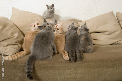 Viele Katzen auf einem Sofa sehen nach oben photo