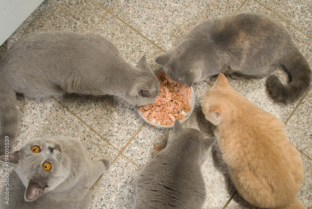 Wie Oft Müssen Katzen Gefüttert Werden stock.adobe.com