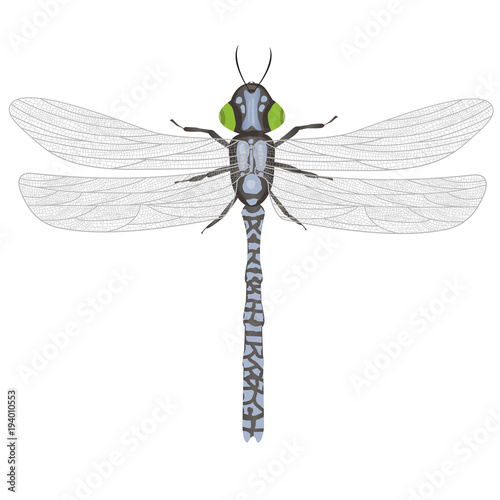painted dragonfly on white background