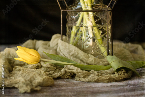 Single yellow tulip laying on a sage gauze cloth photo