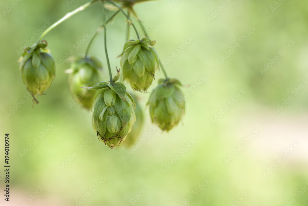 Green fresh hop cones for making beer and bread closeup, agricultural background. Green fresh hop cones for making beer and bread closeup, agricultural background.