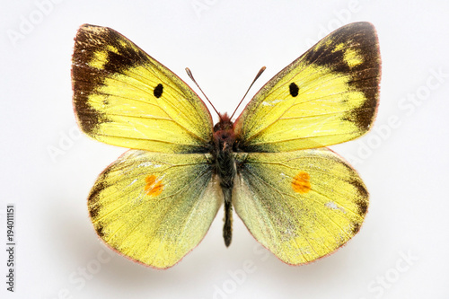 Butterfly specimen korea,Colias erate,Sulfur © papii